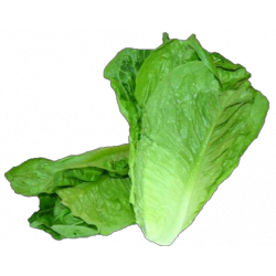 Lechuga Romana x 250gr (und)