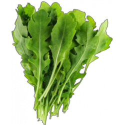 Lechuga Rugula Band