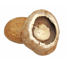 Champ Portobello Band x 350gr