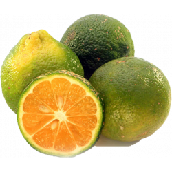 Limon Mandarina x Und