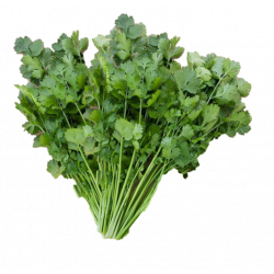 Cilantro x 500gr